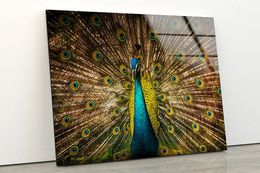 Peacock Closeup Photograph Acrylic Glass Print Tempered Glass Wall Art 100% Made in Australia Ready to Hang