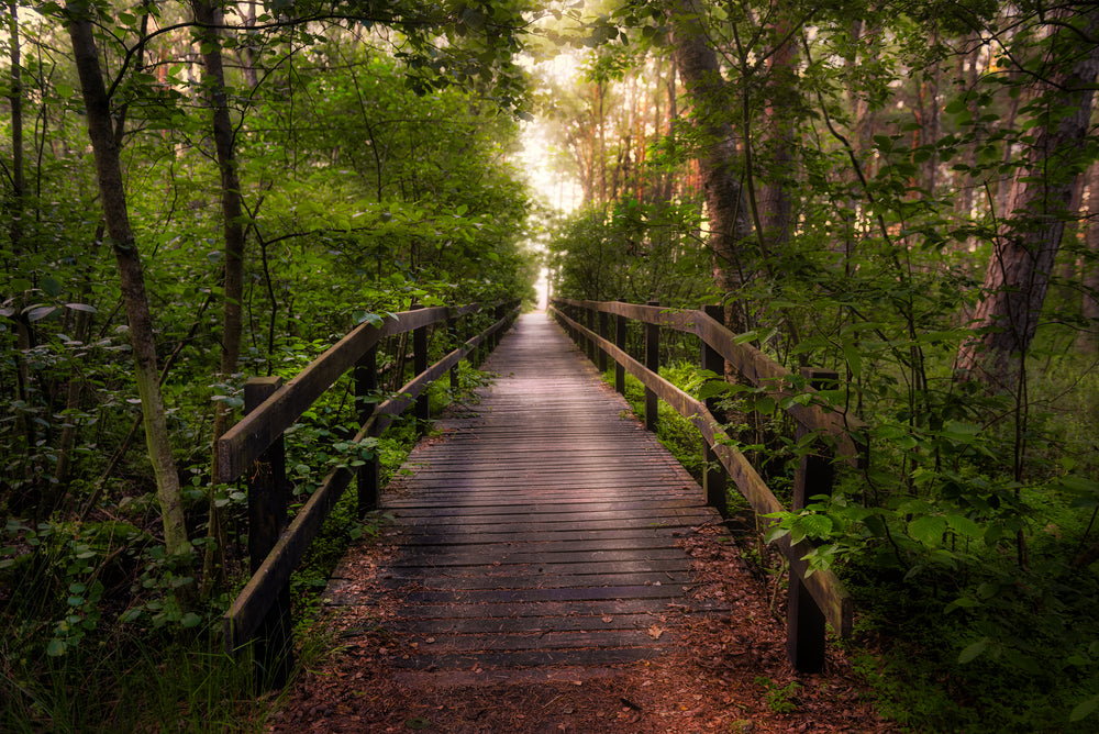 Wooden Bridge in Forest Photograph Print 100% Australian Made