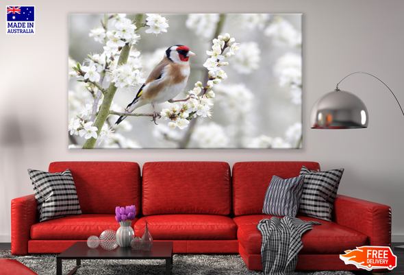 European goldfinch Bird On a Flower Tree Photograph Print 100% Australian Made
