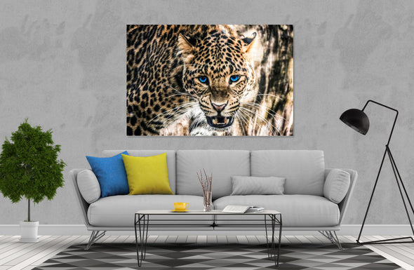 Beautiful eyes leopard  Print 100% Australian Made