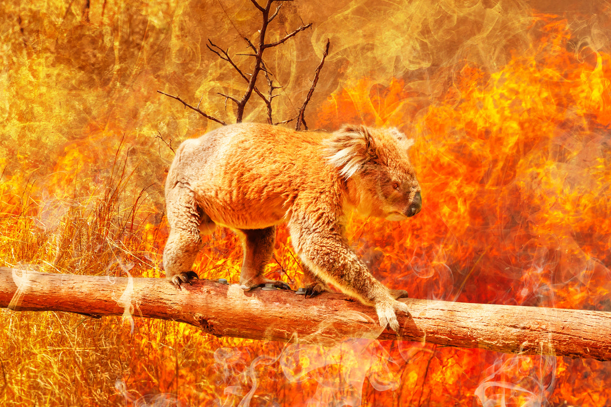 Koala Bear in Australian Bushfire View Photograph Print 100% Australian Made