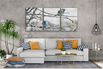 3 Set of Blue Birds on a Tree Photograph High Quality Print 100% Australian Made Wall Canvas Ready to Hang