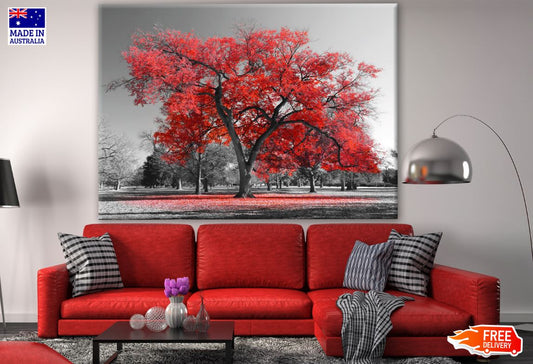 B&W Trees with Red Leaves Photograph Print 100% Australian Made