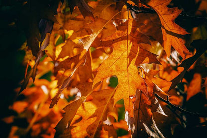 Orange Leaves Closeup Photograph Print 100% Australian Made