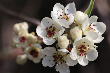 White Willow Pear Flowers Photograph Print 100% Australian Made