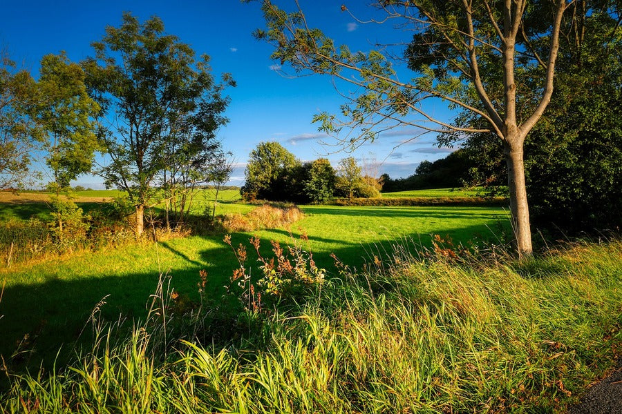 Trees on Grass Field Sunset Photograph Print 100% Australian Made
