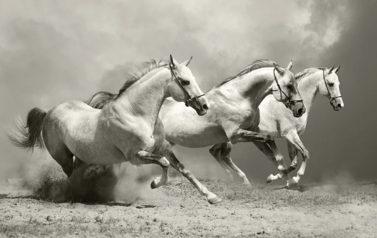 Running Horses B&W Photograph Home Decor Premium Quality Poster Print Choose Your Sizes