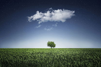 A Tree Covered with Clouds Photograph Print 100% Australian Made