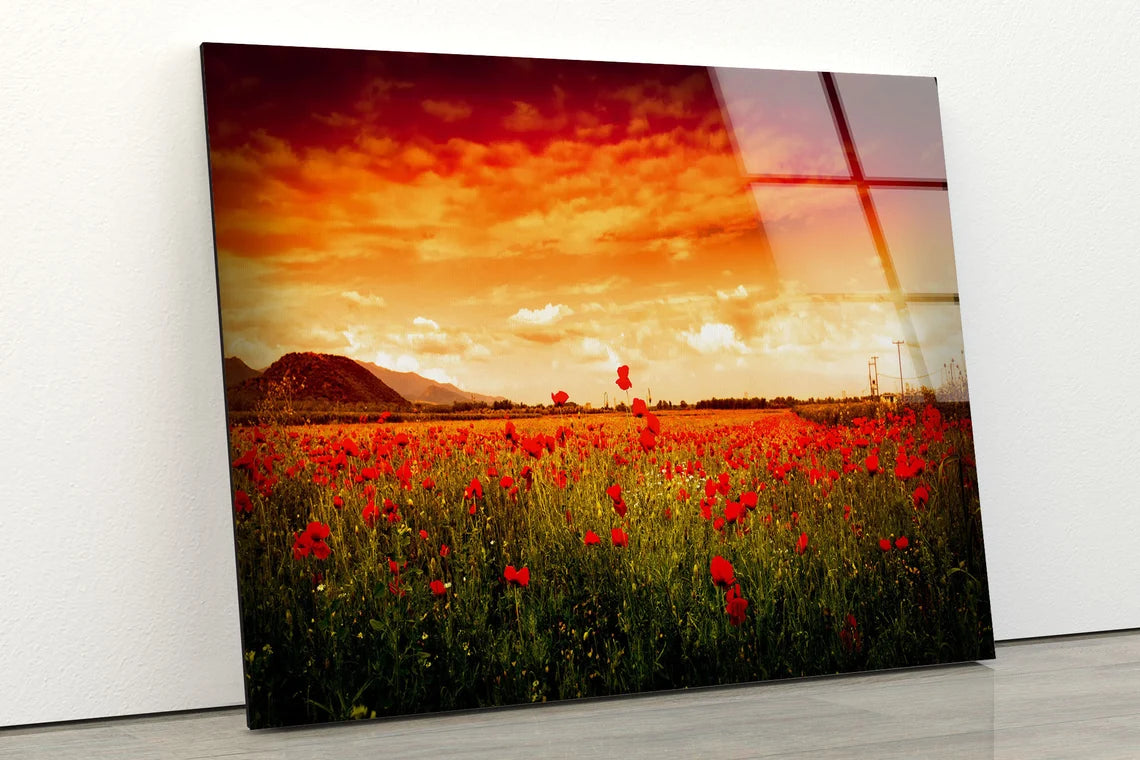 Red Flower Field Sunset Scenery Photograph Acrylic Glass Print Tempered Glass Wall Art 100% Made in Australia Ready to Hang