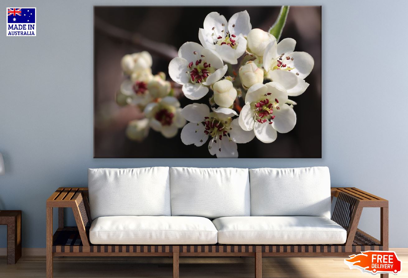 White Willow Pear Flowers Photograph Print 100% Australian Made