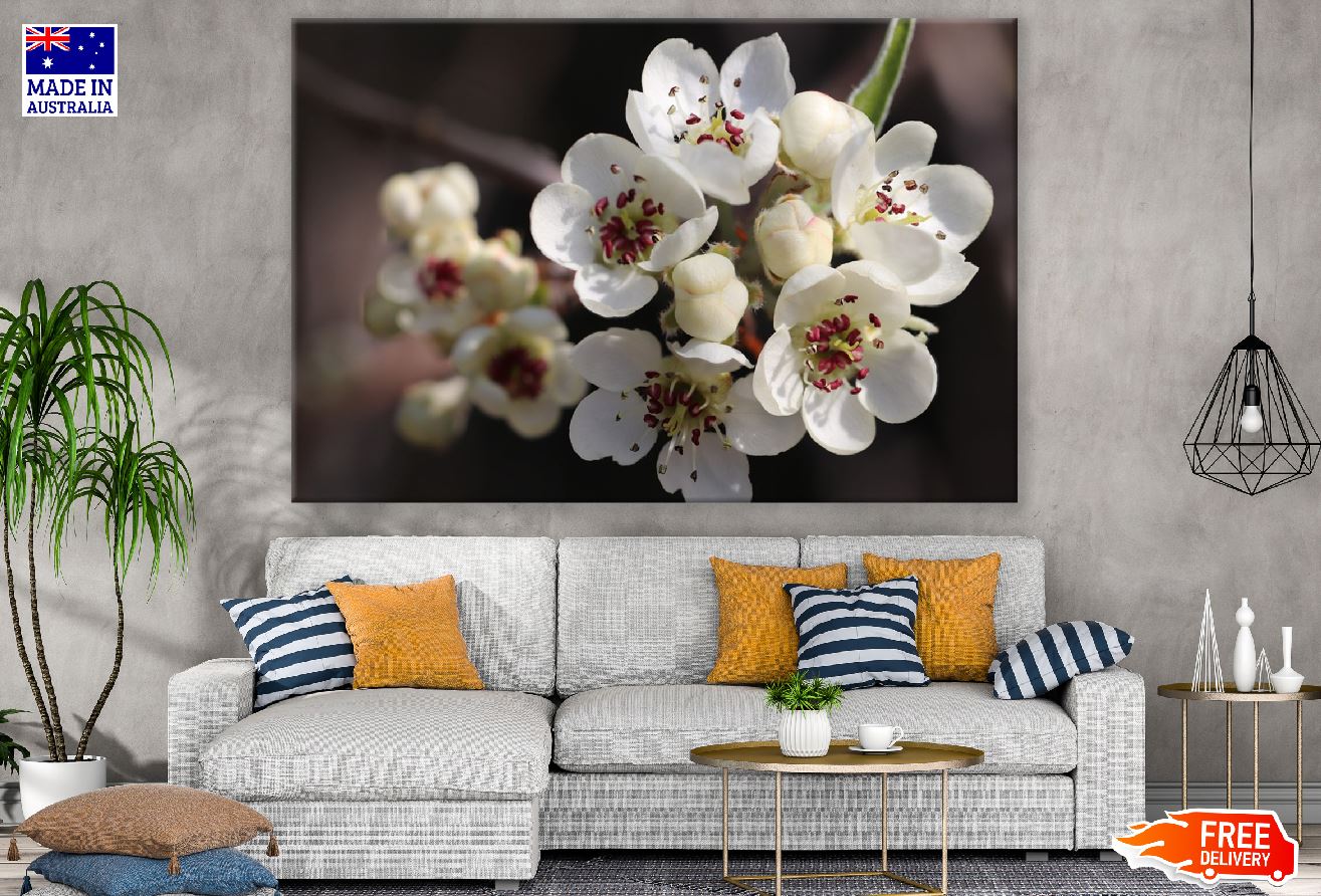 White Willow Pear Flowers Photograph Print 100% Australian Made