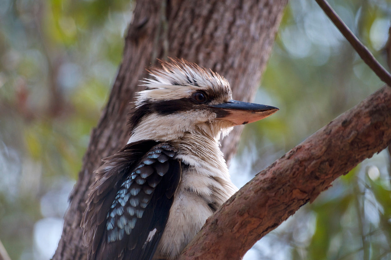 Kookaburra on Tree Closeup View Photograph Print 100% Australian Made