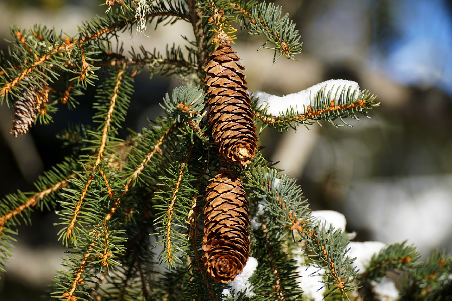 Snow Covered Pine Tree Branch Closeup Photograph Print 100% Australian Made