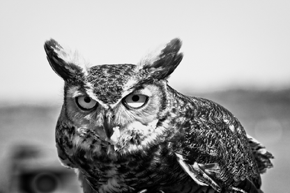 B&W Owl Portrait Photograph Print 100% Australian Made