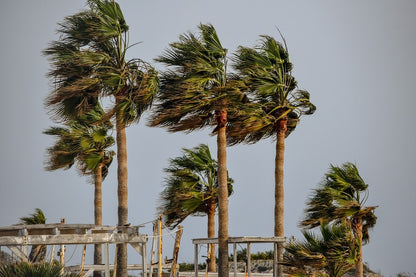 Palm Trees Blowing in the Wind Photograph Print 100% Australian Made