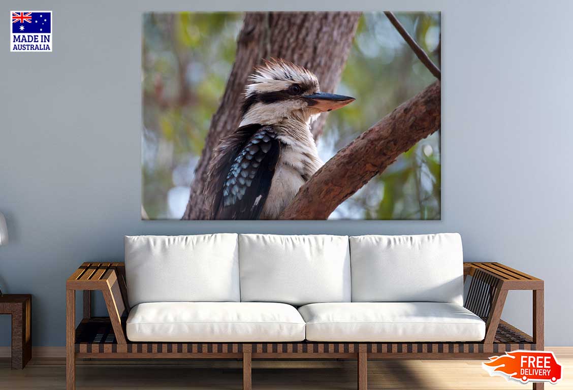 Kookaburra on Tree Closeup View Photograph Print 100% Australian Made