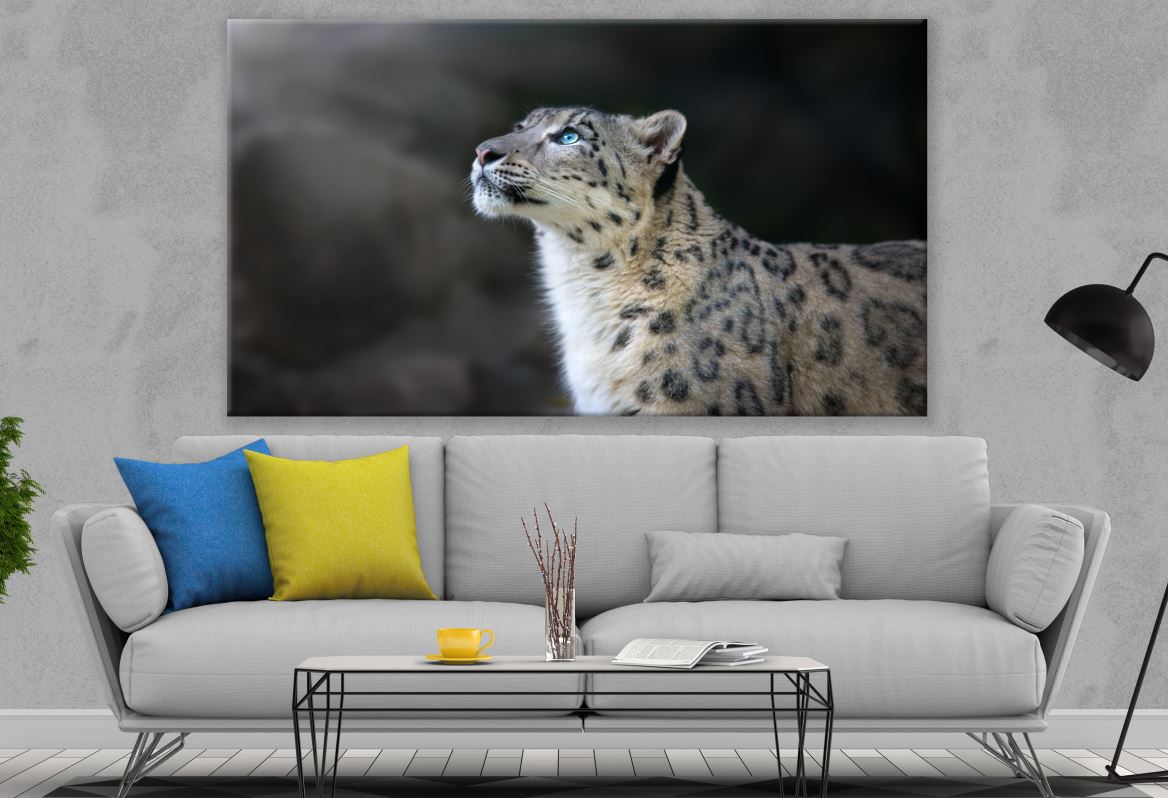 Snow Leopard with Blue Eyes Print 100% Australian Made