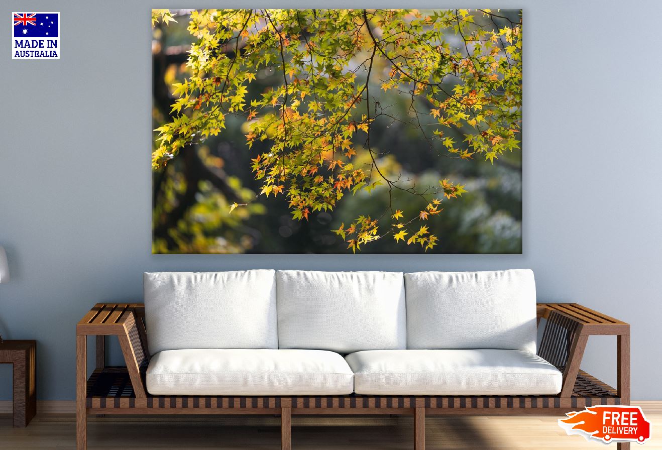 Japanese Maple Tree Photograph Print 100% Australian Made