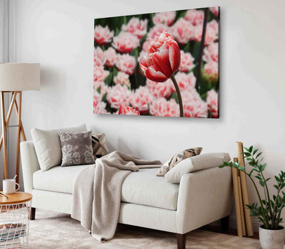 Bella Home Red White Tulip Flowers Closeup Print Canvas Ready to hang