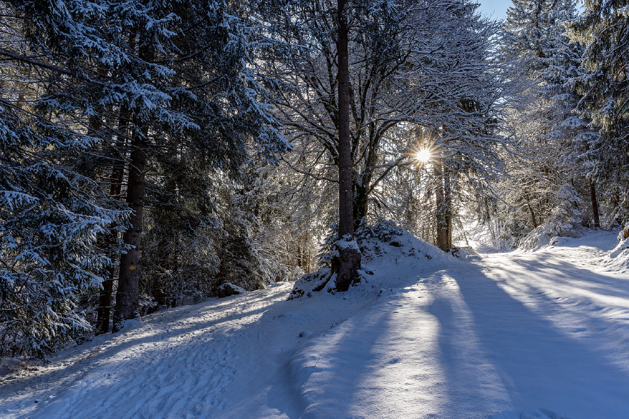 Snow Covered Forest Photograph Print 100% Australian Made