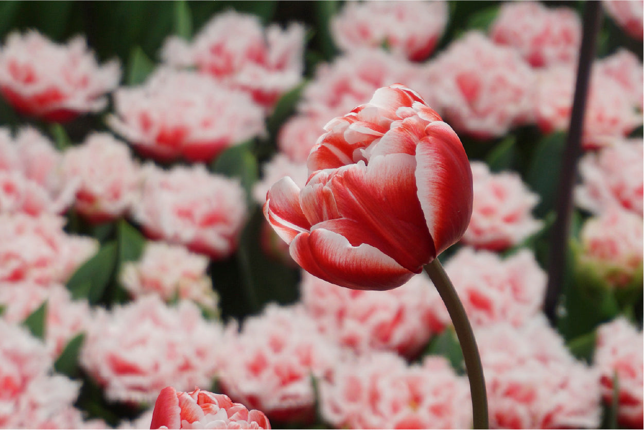 Bella Home Red White Tulip Flowers Closeup Print Canvas Ready to hang