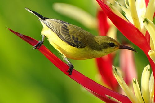 Colorful Bird On a Tree Closeup Photograph Print 100% Australian Made