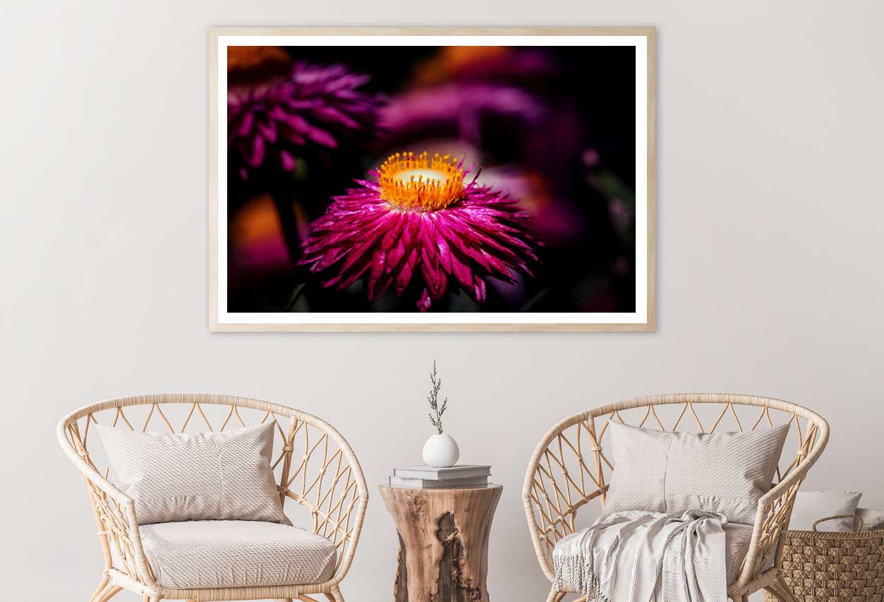 Daisy Red Flower on Dark View Photograph Home Decor Premium Quality Poster Print Choose Your Sizes