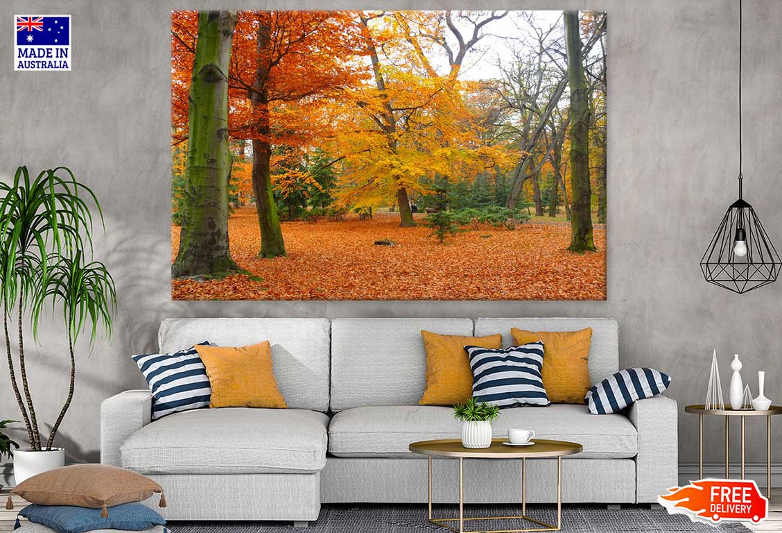 Autumn Forest & Ground Covered with Leaves Photograph Print 100% Australian Made