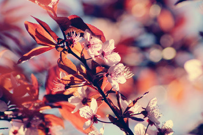 Cherry Blossoms with Leaves View Photograph Print 100% Australian Made