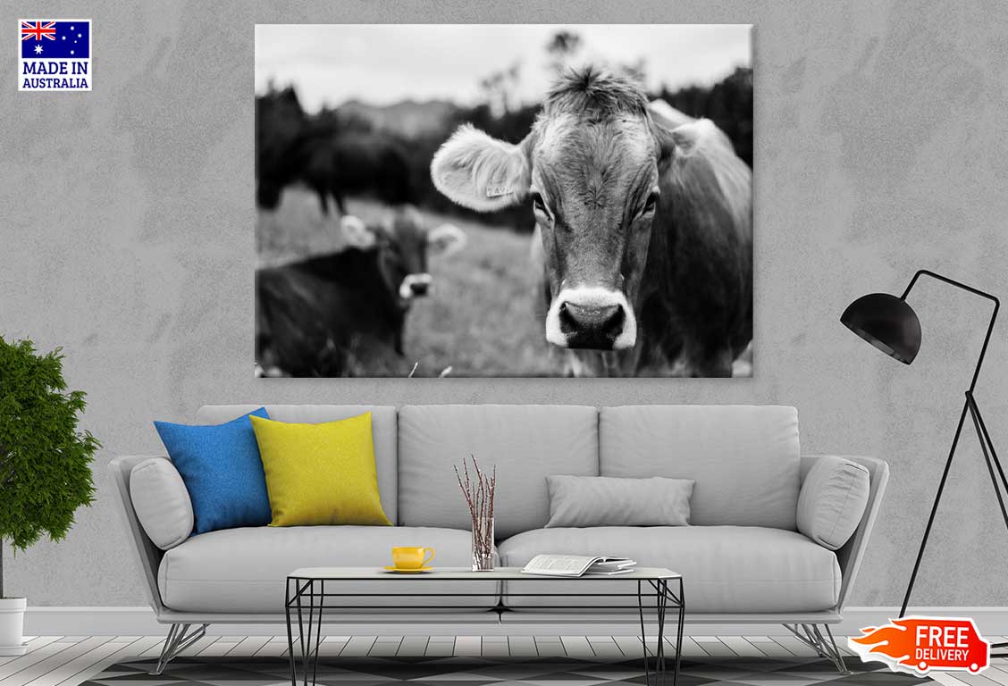 Cow Face Closeup B&W Photograph Print 100% Australian Made