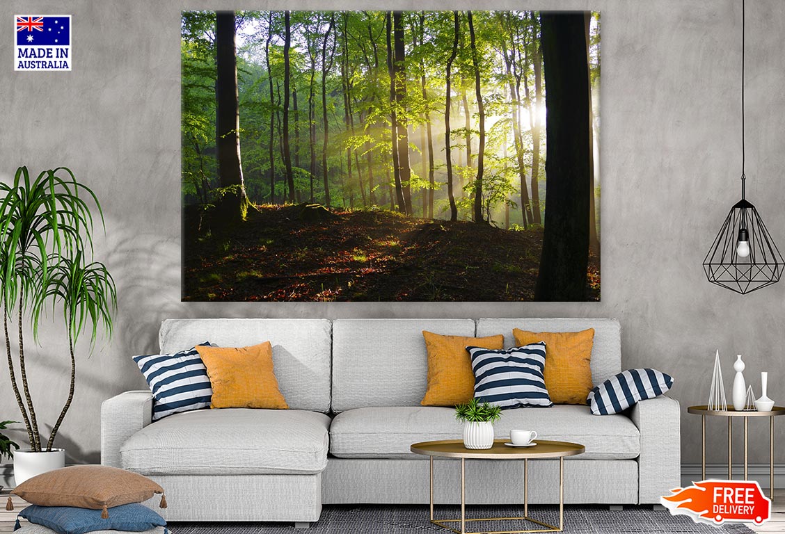 Sunrays in Forest Photograph Print 100% Australian Made