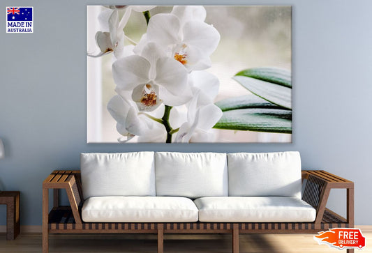 White Phalaenopsis Orchid Flowers Photograph Print 100% Australian Made