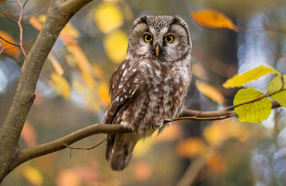 Owl on Branch View Photograph Print 100% Australian Made