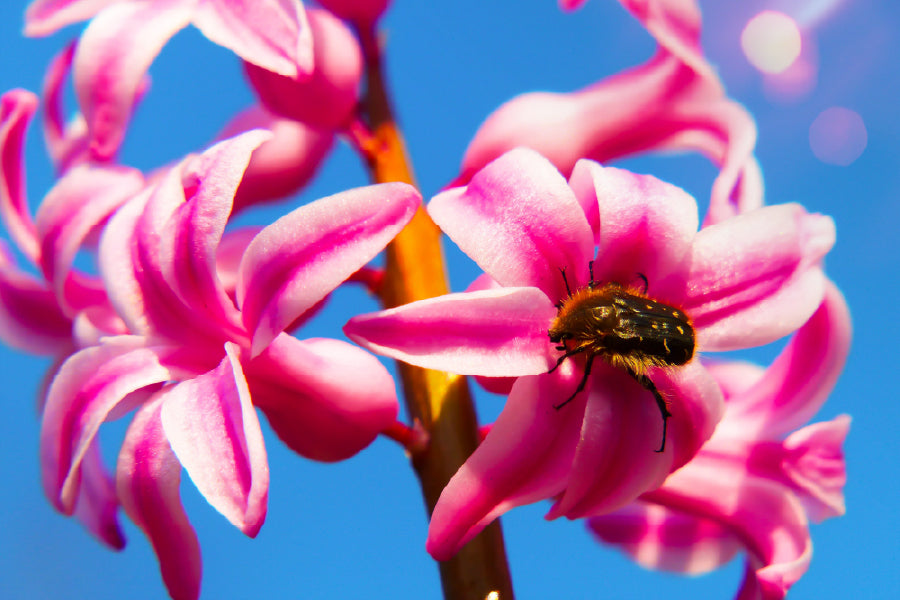 Pink Hyacinth Flowers & Blue Sky View Photograph Print 100% Australian Made