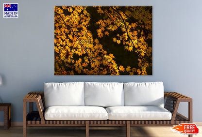 Autumn Yellow Leaves Tree View Photograph Print 100% Australian Made