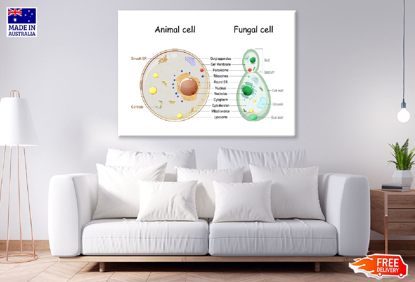 Animal Cell & Fungal Cell Anatomy Illustration Print 100% Australian Made