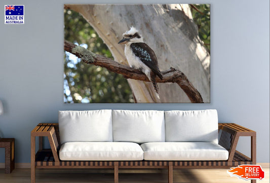 Kookaburra on Tree Branch Closeup Photograph Print 100% Australian Made