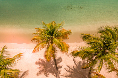 Palm Trees & Sandy Sea Aerial View Photograph Print 100% Australian Made