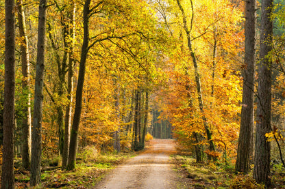 Pathway Covered with Autumn Trees Photograph Print 100% Australian Made