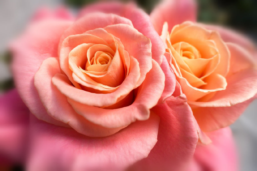 Rose Gold Flowers Closeup View Photograph Print 100% Australian Made