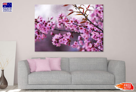 Prunus Tree Pink Flowers Branch View Photograph Print 100% Australian Made