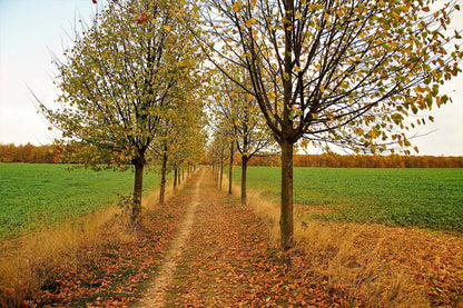 Autumn Trees & Footpath Photograph Print 100% Australian Made