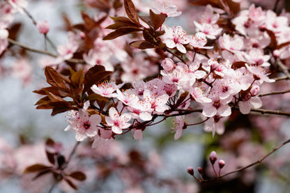 Pink Cherry Flowers Branch View Photograph Print 100% Australian Made