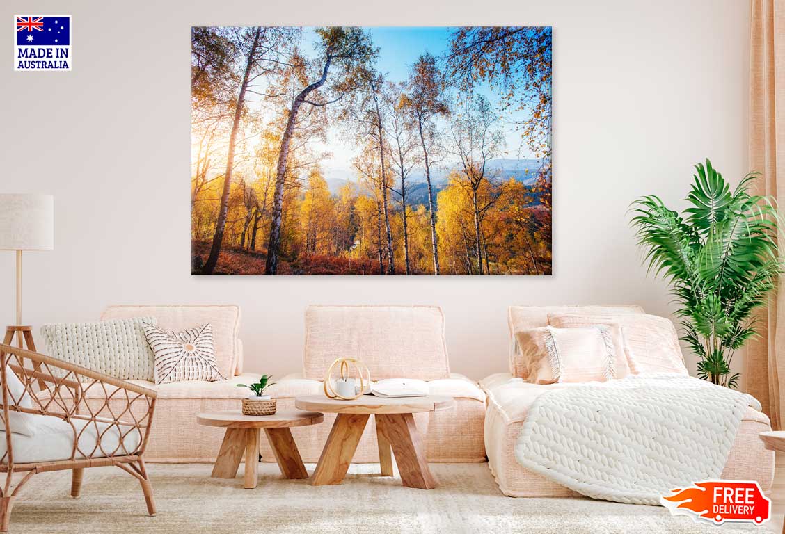 Large Autumn Trees in Forest Scenery View Photograph Print 100% Australian Made