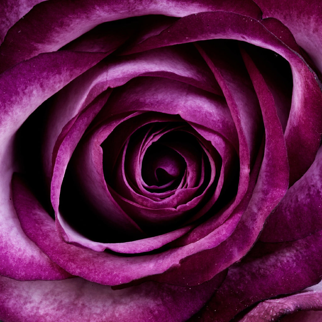 Square Canvas Dark Pink Rose Macro View High Quality Print 100% Australian Made