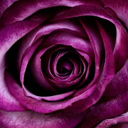 Square Canvas Dark Pink Rose Macro View High Quality Print 100% Australian Made