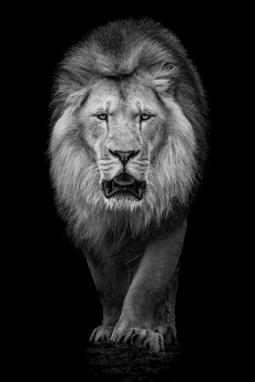 Lion on Dark Portrait B&W View Photograph Print 100% Australian Made