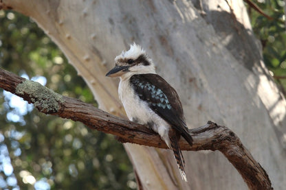 Kookaburra on Tree Branch Closeup Photograph Print 100% Australian Made