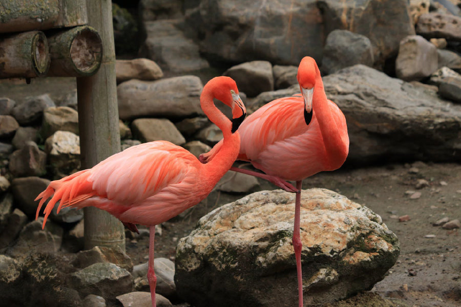 Flamingo Birds View Photograph Print 100% Australian Made