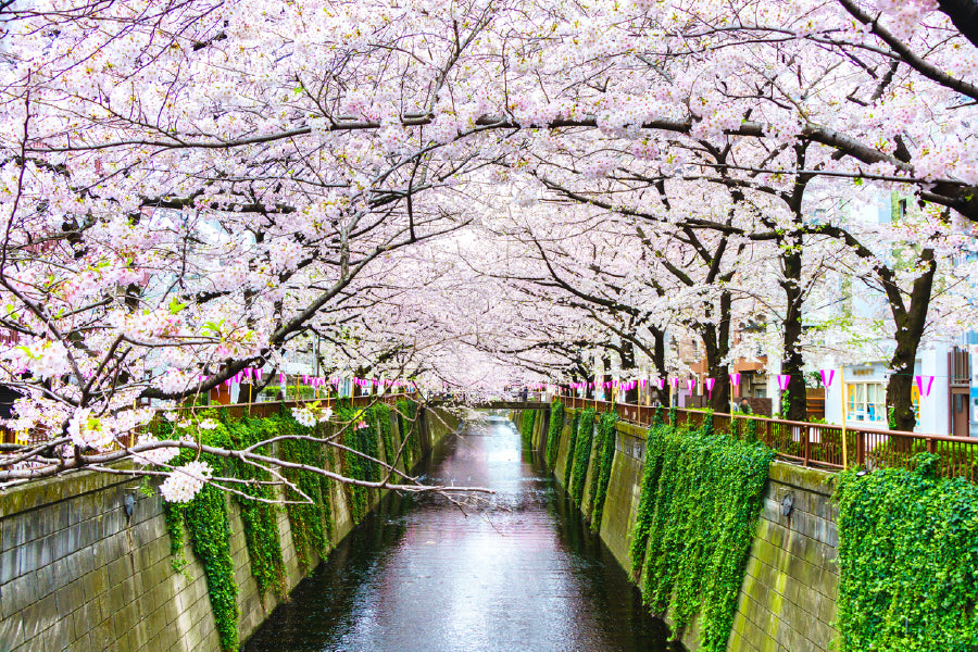 Cherry Blossoms Tree Meguro River Photograph Home Decor Premium Quality Poster Print Choose Your Sizes